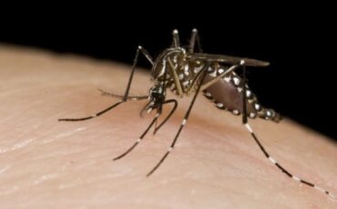 Mosquito-640x426
