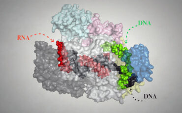 Un-nuevo-bisturi-molecular-actua-como-un-GPS-para-mejorar-la-edicion-genetica_image_380