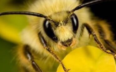 abeja-rostros-humanos-720x420